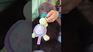 🐻🐻🐻WOW adorable baby bearcub bear kitten foryou fpy cute kitty zoo adorable [upl. by Arvid]