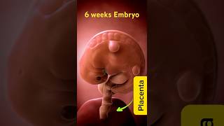 Incredible 3D Animation of 6 weeks Pregnancy  MindBlowing Visualization pregnant August 26 2024 [upl. by Eneloj]