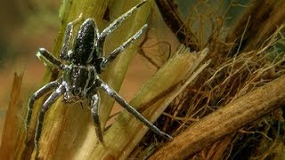 The Raft Spider is the Perfect Underwater Predator  Deadly 60  Earth Unplugged [upl. by Eessac]