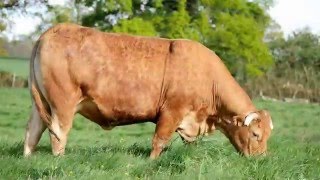 écran daccueil  bovin viande limousin [upl. by Cummins]