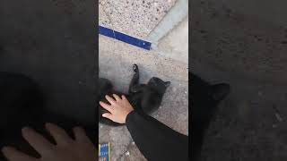 Petting cute black cat cat cats cutecat cute short shorts shortvideo shortsviral [upl. by Otecina]