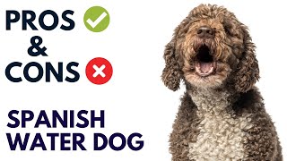 Spanish Water Dog Breed Pros and Cons  Spanish Water Dog Advantages and Disadvantages [upl. by Darooge]