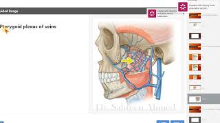 8 Anatomy of temporal fossa infratemporal fossa mandibular nerveDrSabreen Ahmed [upl. by Om]