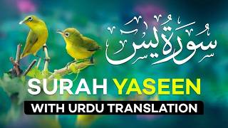 Surah Yasin  Yaseen  with Urdu Translation  Quran Tilawat Beautiful Voice  Hindi Tarjuma [upl. by Saixela]