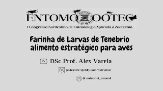 Webnario I Entomozootec  Farinha de Larvas de Tenebrio  Prof Alex Varela [upl. by Janka841]