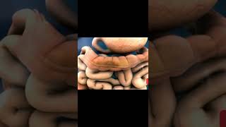 Peristalsis  Passage of food through intestine [upl. by Cirtemed]