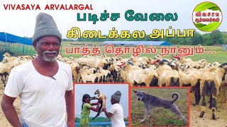 ஆடு வளர்ப்பு எங்கள் தொழில் பண்டிகை காலங்களில் மட்டுமே சொந்த ஊருக்கு ஒரு சிலர் செல்வோம் goat cows [upl. by Mcnully]