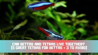 Can Bettas And Tetras Live Together 5 GREAT Tetras For Bettas  3 To Avoid [upl. by Aver]