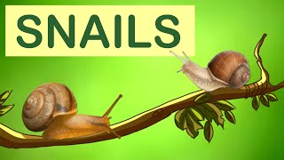 Snails  Snail Animal Facts  The Wonderful World of Invertebrates [upl. by Htebasile]