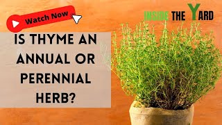 CLEAR CUT ANSWER  Is Thyme An Annual Or Perennial Herb [upl. by Acila]