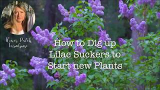 Propagate Lilac Shoots or Suckers  Easiest Way to Start Lilacs [upl. by Jurgen]