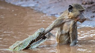 Baboon Vs Croc [upl. by Nileuqay]