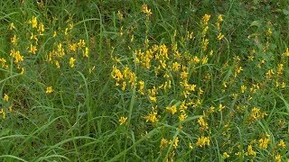 Genista tinctoria medicinal herb [upl. by Ennaerb129]