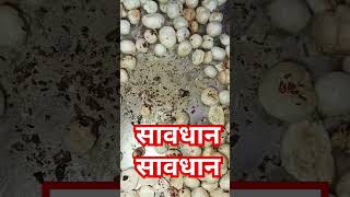 makhane ke aander kida ll motivation targetmotivation love chhathpuja [upl. by Sesilu]