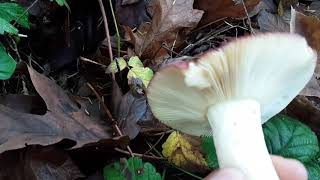 Identify Russula in one easy step [upl. by Kosaka]