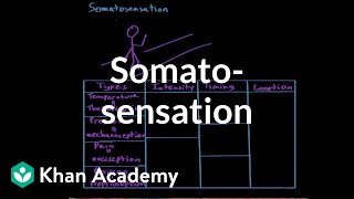 Somatosensation  Processing the Environment  MCAT  Khan Academy [upl. by Rafter]