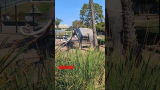 World famous La Brea tar pits losangeles museum shorts history [upl. by Haden]