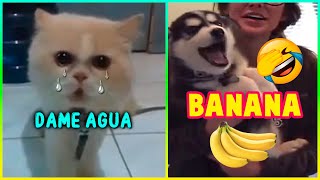 Animales Hablando 😂 Videos De Animales Graciosos 😹🐶 🤣 [upl. by Akkahs340]