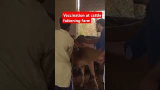 Vaccination at cattle fattening farm cow vaccination vet shorts shortsviral ytshort animals [upl. by Vivi]