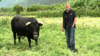 Avant la finale rencontre avec Cobra la reine en titre et Pouky la reine de la Foire du Valais [upl. by Ginger]