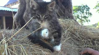 Sofatigers  the Maine Coon Family [upl. by Marlee]