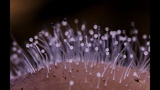 Fungi growth timelapse compilation [upl. by Tsuda]