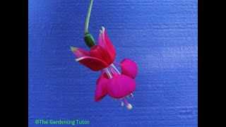 How to Prune Fuchsias by The Gardening TutorMary Frost [upl. by Nipahc290]