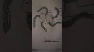 Echinodermata phylum ke all animals attractive diagrams [upl. by Navy]