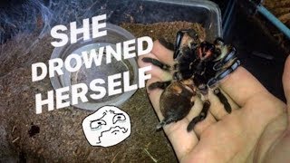 FOUND my TARANTULA UPSIDEDOWN in her WATER DISH [upl. by Dlared]