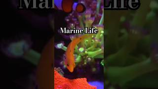 Marine lifeAqua VibezAquarium trending youtubeshorts shorts ytshorts aquavibez fish reef [upl. by Akineg]