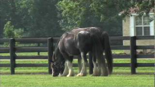 Black Clydesdale Horses at Lodestar Farm in Buchanan TN  tnhomeandfarmcom [upl. by Namya]