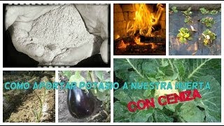 Como aportar potasio a nuestra huerta con ceniza [upl. by Kassia882]