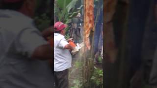 Cinchona Bark Harvesting [upl. by Aruasi]