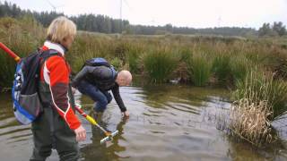 Tijdelijke Droogval verbetert de waterkwaliteit [upl. by Cigam]