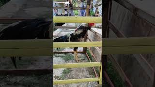 Si Jetli lihat biang janda pirang ayam reels shortvideo ayambangkok [upl. by Atirys]