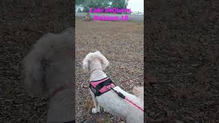 Lake DeQueen Adventure AR goldendoodlelovers camping outdoors vacationfishing family [upl. by Suirad]