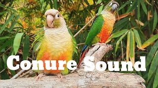 conure sound  green cheek conure sound 1 hour morning bird song My bird chirps in the morning [upl. by Argella]