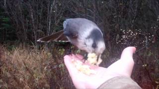 Feeding the Gray Jays aka Canadian Jays the Cabins At Lopstick Pittsburg NH [upl. by Haseena]