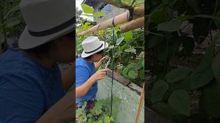 MANGUHA TA NINYOG BAONG organicgardening trending viralvideo garden video [upl. by Chlori287]