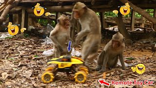 Monkey video Prank monkey funny monkey monkeyvideo animals funnyanimal monkeyshow animals [upl. by Eiramrefinnej544]