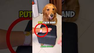 Dog Gets Tricked By Owners 😱🐶 funny sadpuppy doglover depression pets dogowner cutedog [upl. by Llerrem]