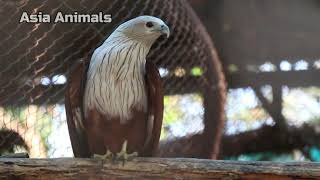 Brahminy kite Sound Asia Animals [upl. by Flss]