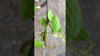 Downy Birch Betula pubescens  young female flowers amp leaves  April 2018 [upl. by Toddie]