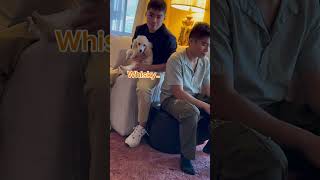 Their first meet in Huntington WV shortvideo youtubeshorts dog doglovers ytshorts yt ytshort [upl. by Rednaxela]