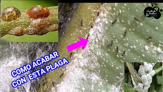 Acabar con COCHINILLAS en UN DÍA  Remedio CASERO para la Cochinilla Algodonosa en las Plantas [upl. by Sekofski]