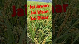 Jai Jawan Jai kisan Jai Bihar vlog funny machine song love youtubeshorts youtubevloggers [upl. by Wetzel]