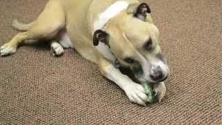 CRUNCHCORE from Petstages  Crunchy sound that dogs love [upl. by Aralomo]