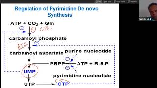 Regulation of Pyrimidine synthesis at CPS II ATCase PRPP synthetase USMLE Step 1 [upl. by Ettellocin]