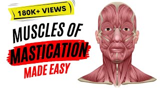 Muscles of mastication made easy [upl. by Anirt]