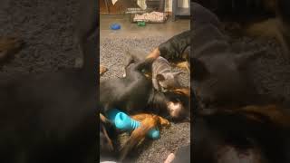 French Bulldog picks fight with Rottweilers [upl. by Yelahc566]